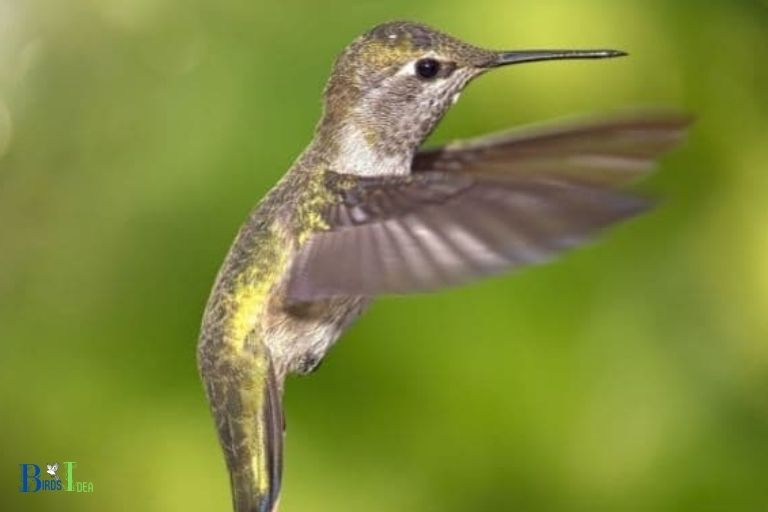 How Does Hummingbird Wing Structure Aid in Survival