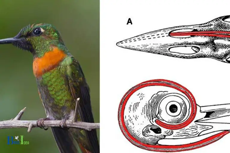 How Does the Anatomy of a Hummingbirds Tongue Differ From Other Birds