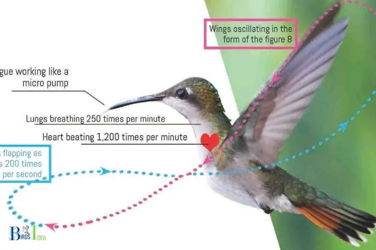 How Does the Wing Structure of Hummingbird Differ From Other Birds