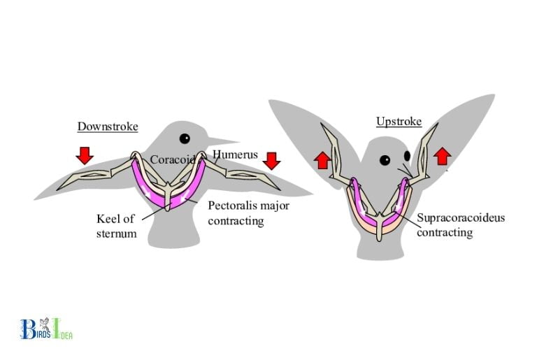 How Hummingbird Wings Create Lift For Flying