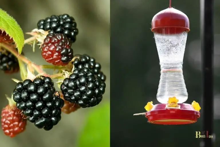 How Hummingbirds Survive Winter
