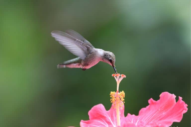 How Often Should Flowers Be Replaced