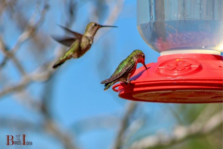 How Often Should Hummingbirds Be Fed