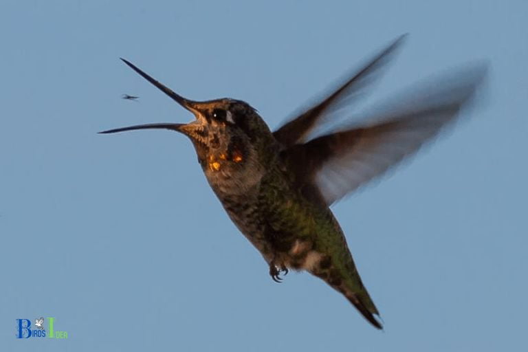 How do Hummingbirds Catch Mosquitoes