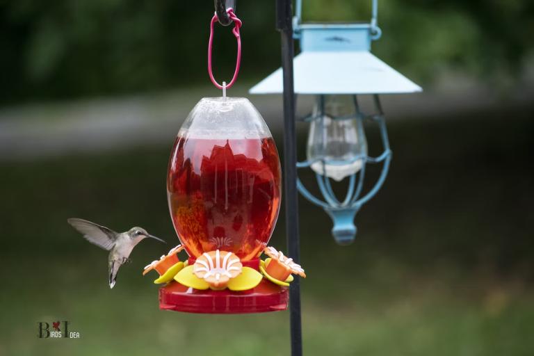 How to Attract Hummingbirds to Your Feeder