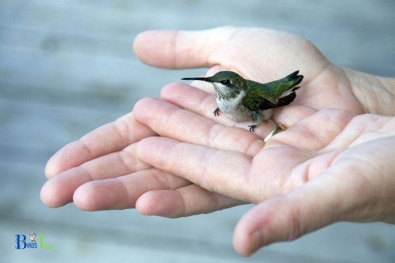 Hummingbird Legs Too Short for Walking Motion