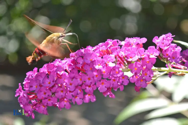 Hummingbird Moth Behavior