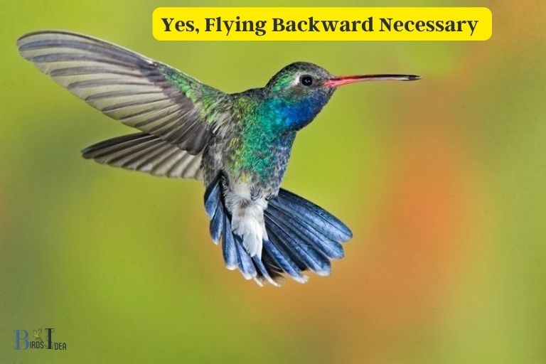 Is Flying Backwards Necessary for Hummingbirds
