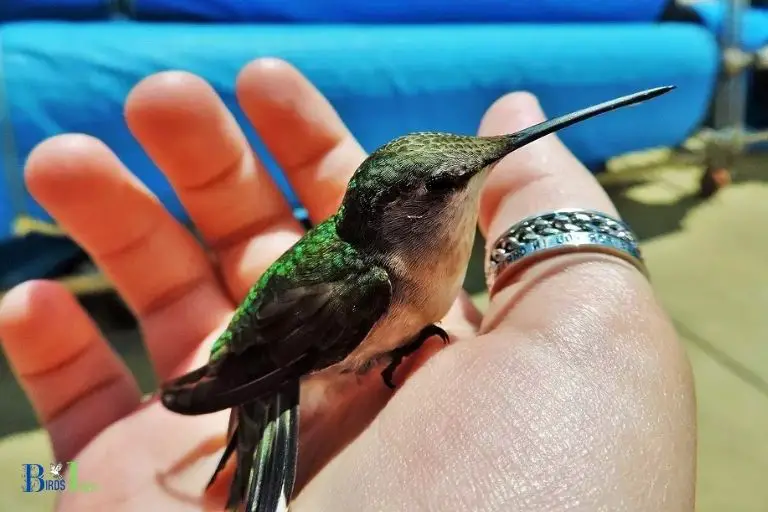 Is It Possible to Have a Pet Humingbird