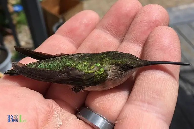 Is There a Chance Hummingbirds May Adapt to Walking in The Future