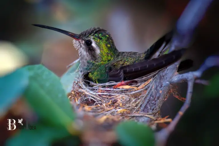 Natural Habitats of Hummingbirds in California