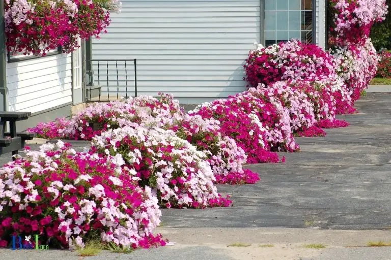 Necessary Steps to Take for Creating an Ideal Environment for humimngbirds to Enjoy Petunias