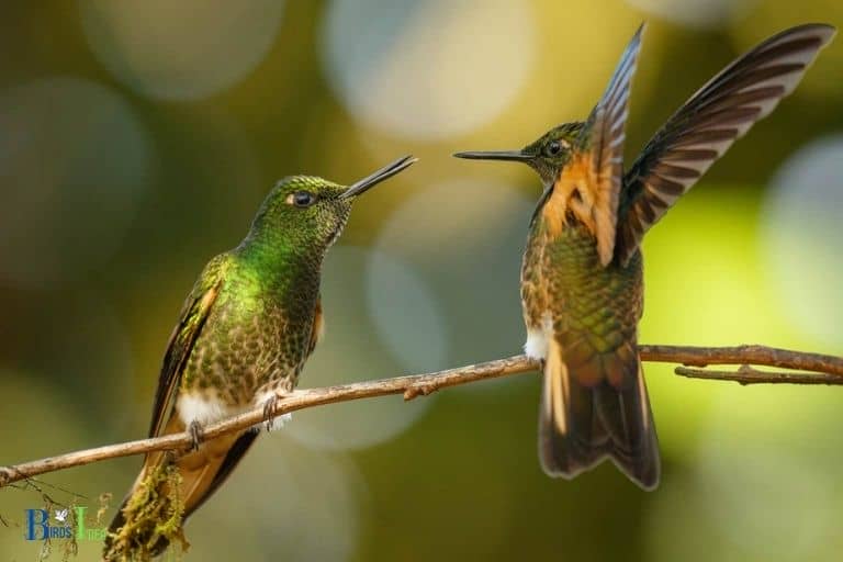 Overview of Hummingbirds Territorial Behavior