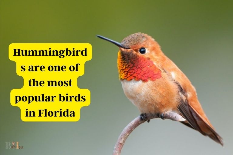 Popularity of Hummingbirds in Florida