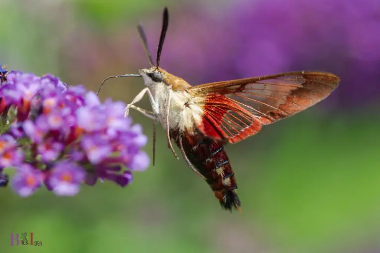 6 Bugs That Look Like Hummingbirds: Sphinx Moths!