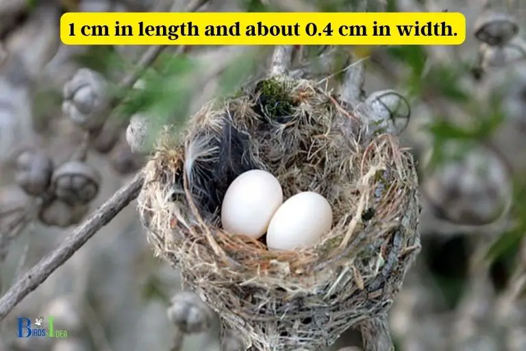 hummingbird egg size comparison