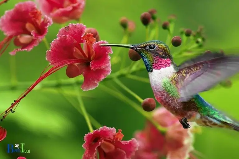 Sweet Nectar Nourishing Hummingbirds