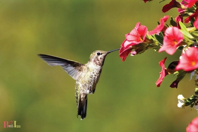 The Role of Flower Fruit Trees and Nectar Feeders