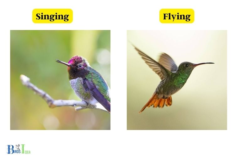 The Significance of Territorial Behavior in Hummingbirds