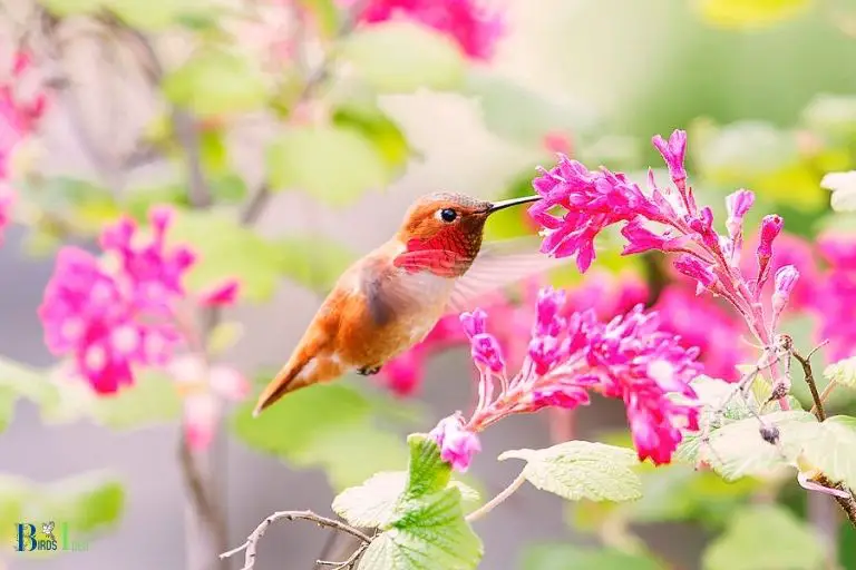 The Yearly Return of Hummingbirds in North Carolina in Spring Season