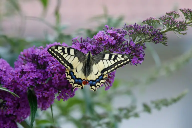 Types of Flowers that Attract Butterflies