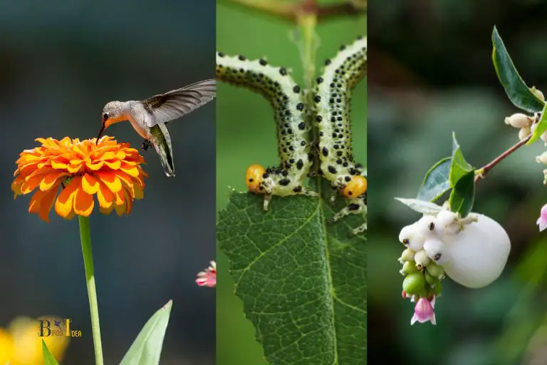 What Are Hummingbird Moths