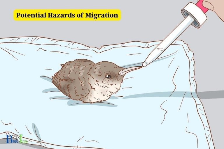 What Are the Potential Hazards of Migration