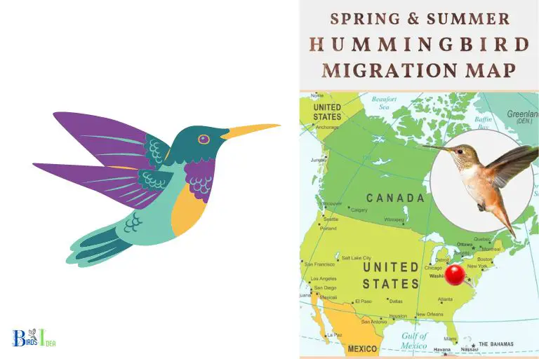 What Can I Do If I Want to Observe Hummingbirds During Migration