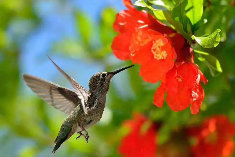 What Colors Do Hummingbirds and Butterflies Prefer