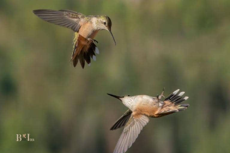 What Do Hummingbirds Do in a Group