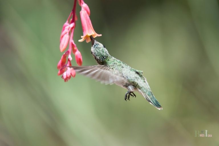 What Do Hummingbirds Eat