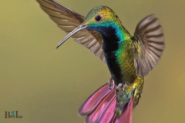 What Else Can Hummingbirds do With Their Wings