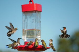 What Is A Group Of Hummingbirds Called: Charm!