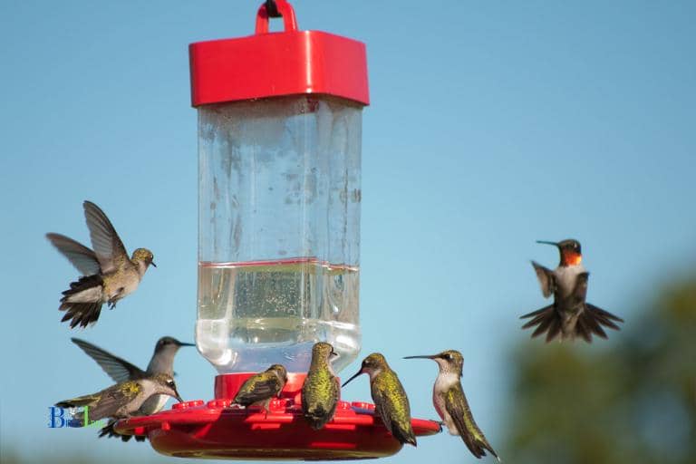 What Is A Group Of Hummingbirds Called