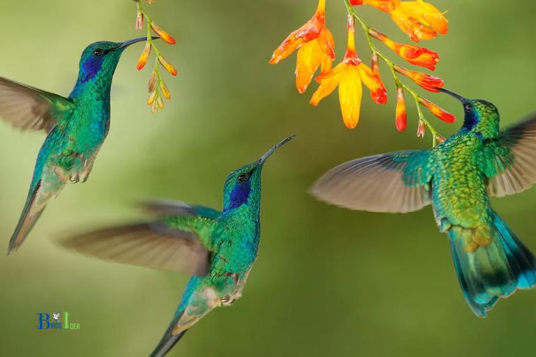 What Is A Group Of Hummingbirds