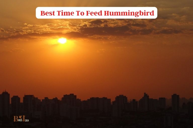 What Is The Best Time To Feed Hummingbird