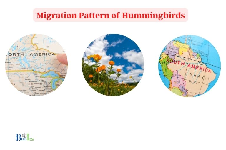 What Is The Migration Pattern of Hummingbirds