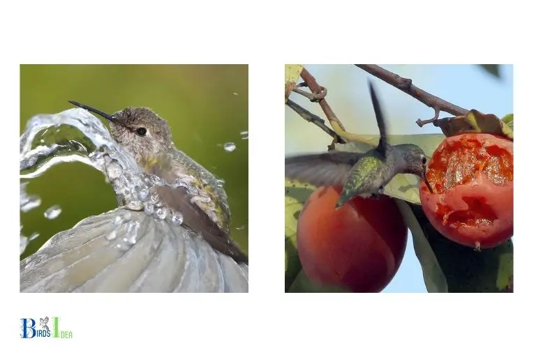 What Other Activities Besides Flying Do Hummingbirds Engage In