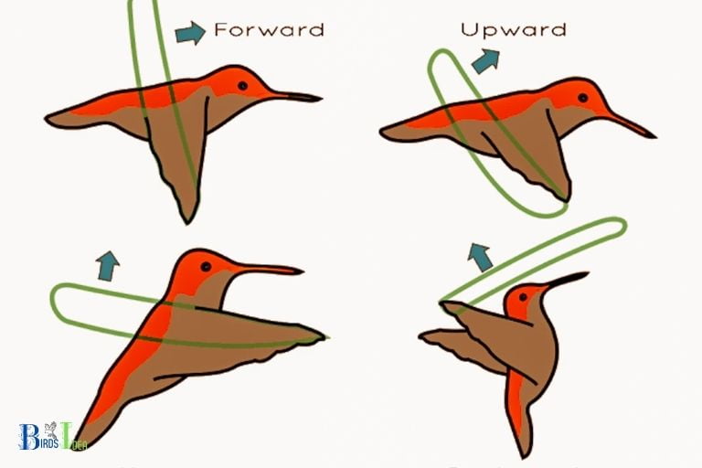 What Other Adaptations Do Hummingbirds Have
