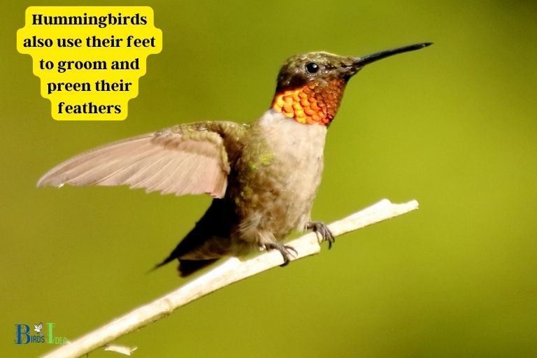 What Purpose Do Hummingbirds Feet Serve