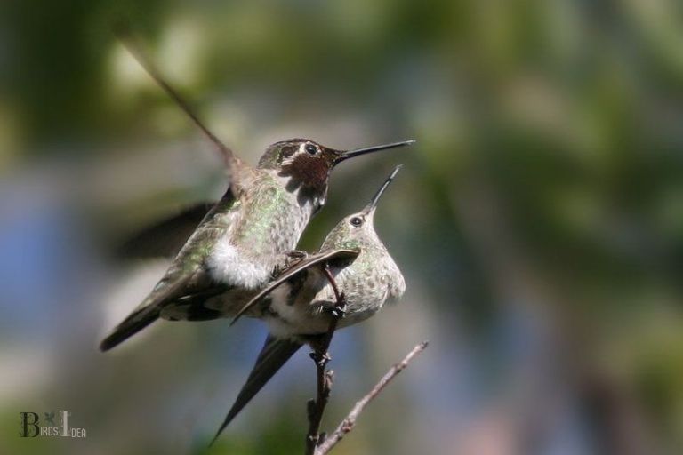 What Resources Do Hummingbirds Claim When They Chase