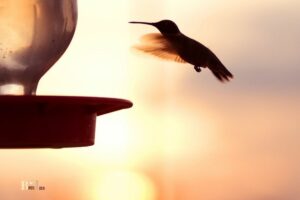 What Time Of Day Do Hummingbirds Feed: Mor-Eve!