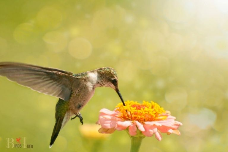 What Type of Sugar Hummingbirds Consume