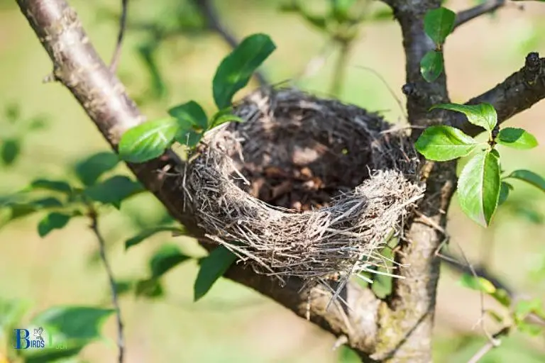 What Types of Nests Do Hummingbirds Prefer