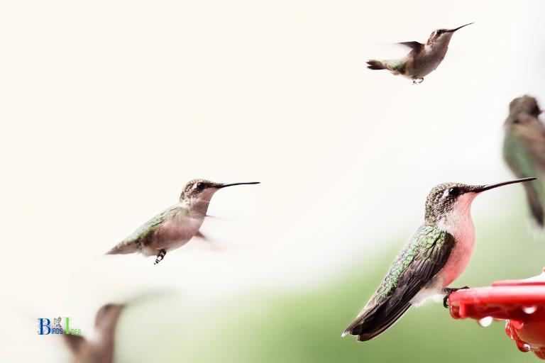 What is the Significance of Having A Unique Name For a Group of Hummingbirds