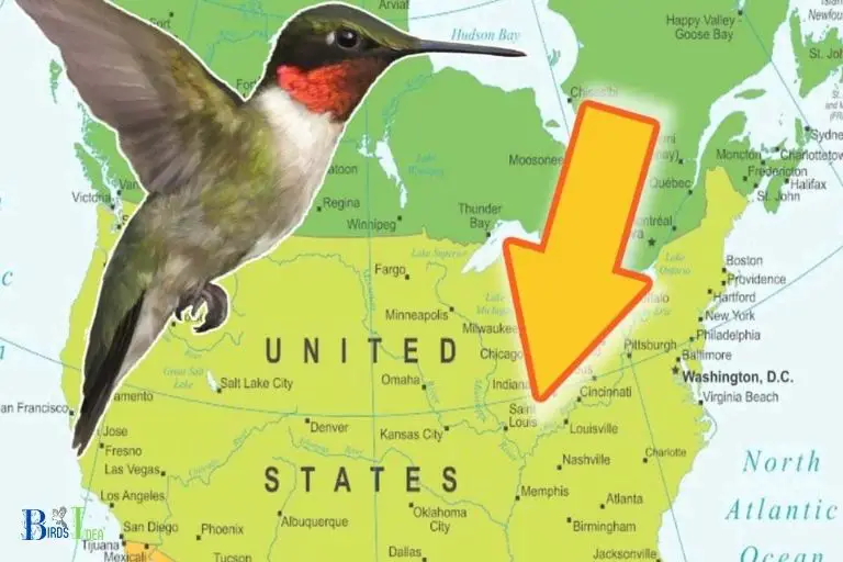 Where Do Hummingbirds Migrate