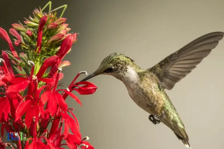 Why Hummingbirds Have Long and Thin Tongues