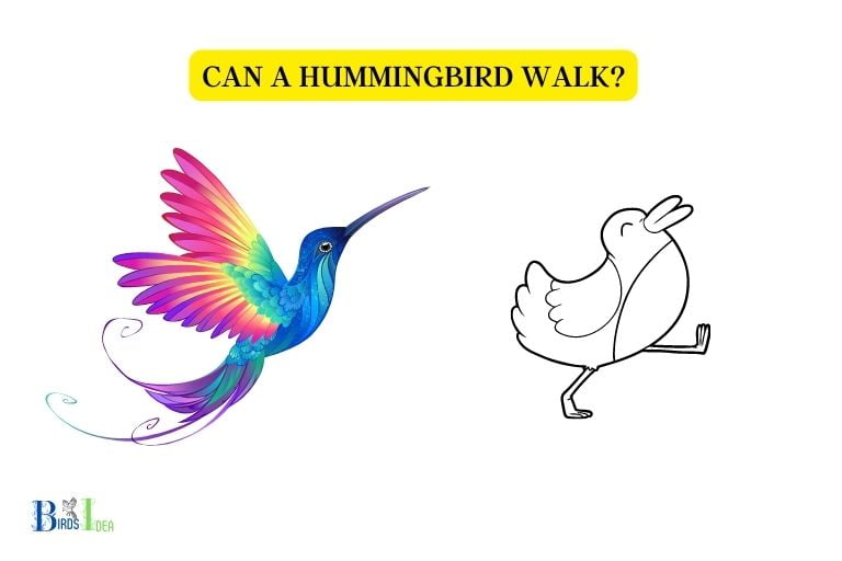 can a hummingbird walk