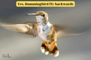 Can Hummingbirds Fly Backwards: Yes, 6 Categories!
