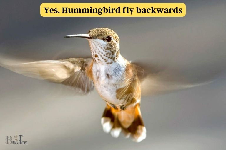 can hummingbirds fly backwards